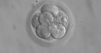 Human embryo cells, ready for IVF implantation
