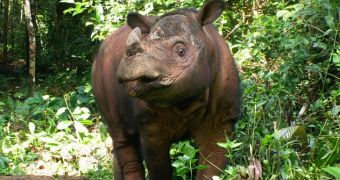 Indonesia Now Considering Borrowing Rhinos from Malaysia