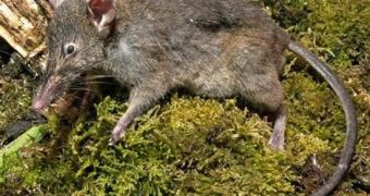 New rodent species is found in Indonesia