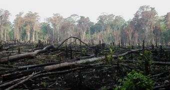 Indonesia's deforestation campaigns lead to CO2 building up in the atmosphere