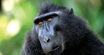 Report says Indonesia's black macaques are making a comeback