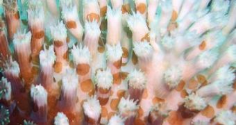 When water becomes too warm, corals become stressed and expel their zooxanthelee in a process known as coral bleaching