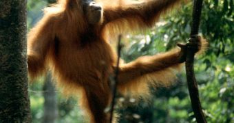 Tripa peat swamp, the natural home of the endangered Orangutan