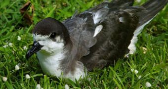 Study documents how industrial fisheries affect seabirds