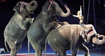 PETA members protest the circus industry