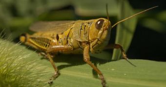 Students plan to offer people in Mexico flour made from grasshoppers