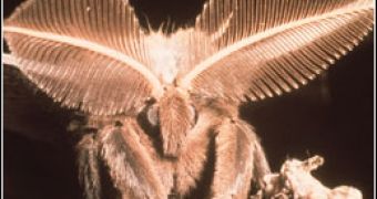 The sophisticated antennae of a moth represent its "nose". Many insects bear olfactory receptors on their antennae