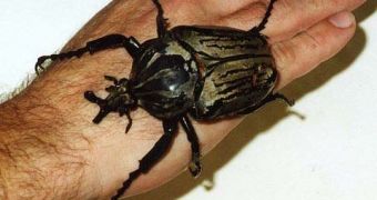 Goliath beetle, one of the largest living insects