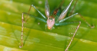 Previously unknown insects found in South America argued to produce nature's highest-pitch love calls