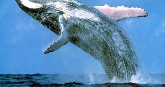Breaching humpback whale (Megaptera novaehollandiae)