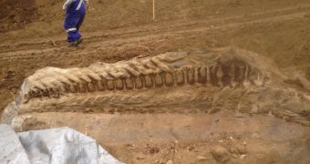 Workers in Alberta stumble upon massive dinosaur fossil