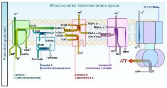 A diagram of the electron transport chain in the mitonchondrial intermembrane space