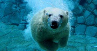 Polar bears are threatened by climate change, global warming