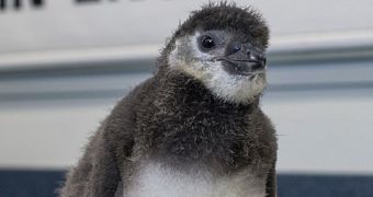This is the world's first test-tube Magellanic penguin