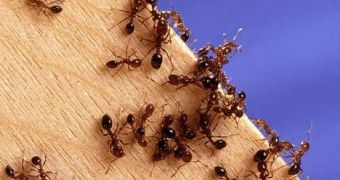 Rasberry ants are trashing IT equipment in their way