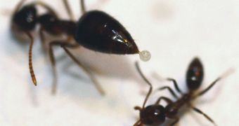 A native winter ant in the act of trying to apply a drop of the toxin onto an Argentine ant. The angle of the image is peculiar, since both ants are roughly the same size