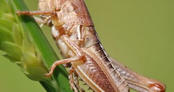 Grasshoppers that swarm are generally exposed to communities early on in their lives, and this helps them develop a collective type of behavior