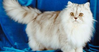 Iran wishes to launch Persian cat into space, promises to safely return it to Earth