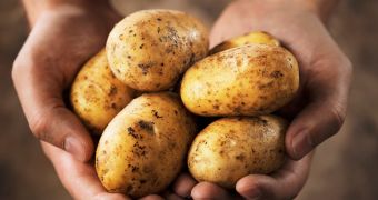 Researchers claim to have solved the Irish potato famine mystery