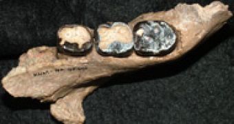 The 10-million-year-old jawbone of Nakalipithecus