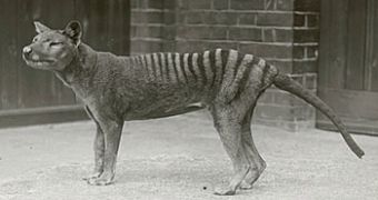 One of the last captive thylacines
