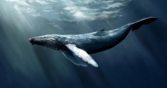 Whale meat is not halal, Sea Shepherd says