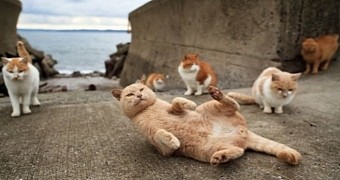 Japanese island is almost entirely populated by cats