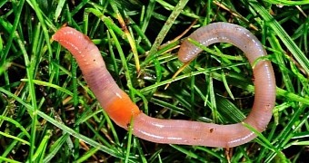 It's Been Raining Actual Earthworms in Norway, No Joke
