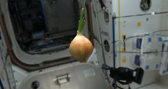 Space onion