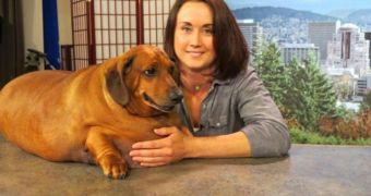 It's Official: Obie the Obese Dachshund Gets to Live with His Foster Mom