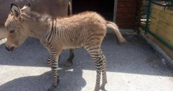 Animal reserve in Italy welcomes baby zonkey