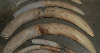 The Central African Republic is now performing an ivory audit