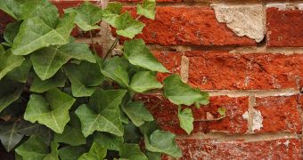 Ivy protects the walls from temperature variations, thus increasing their life span