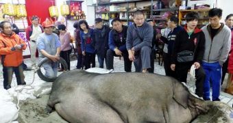 Pig weighing nearly one ton is killed as part of a ceremony held in Taiwan