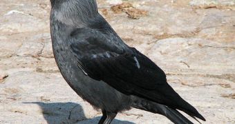Jackdaws can perceive subtle differences in the eyes of friendly humans, and can also comprehend pointing gestures
