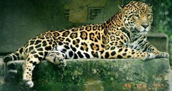 Conservationists document the jaguar population in the Peruvian Amazon, say it's unusually high