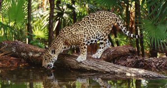 Jaguars are attracted to the scent of one of Calvin Klein's colognes, researchers say