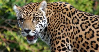 Jaguars living in the US might soon benefit from new wildlife sanctuary