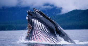 Japan will roll out a new whaling research program, will return to the Southern Ocean to hunt marine mammals