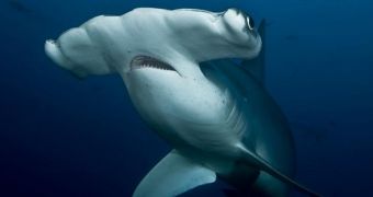 Japan does not want CITES to regulate the trade in hammerhead sharks, other endangered species