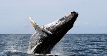 Japan wants to go back to hunting whales in the Southern Ocean