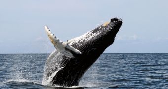 UN court orders Japan to stop hunting whales in the Southern Ocean