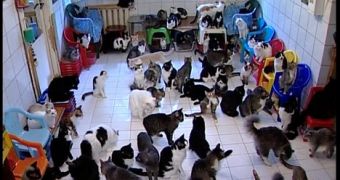 The man had 20 inside kitties and 100 outside kitties that he fed daily