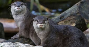 Japanese Otter Officially Declared Extinct