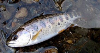Japanese researchers breed salmon with the help of surrogates belonging to other species