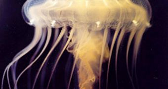 Species of jellyfish called Chrysaora quinquecirrhe, one of two jellyfish species in the study