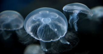 Moon jellyfish bring down nuclear plant in Sweden