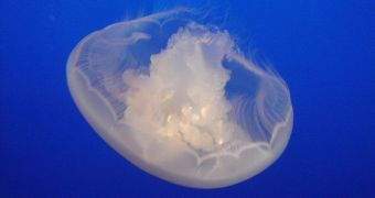 Photo showing a Moon Jellyfish