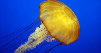 Jellyfish are a bigger threat than assumed, specialists say