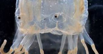 Box jellyfish grow from 1 to 35 cm and live in tropical waters